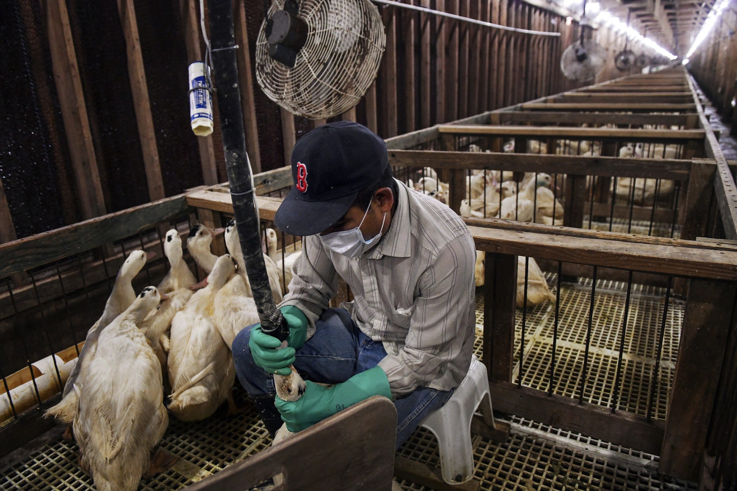 ONGs celebram sanção da lei que proíbe o foie gras: 'coloca o Brasil em destaque na proteção animal'