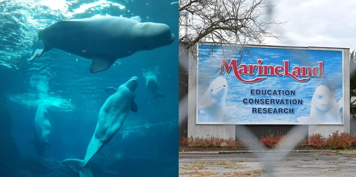Parque fechado no Canadá transferirá 28 baleias-beluga para aquários dos EUA