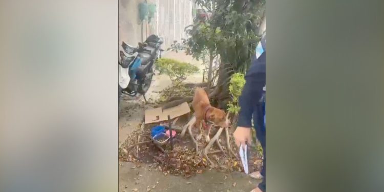 Pit bull abandonado e acorrentado a árvore é resgatado na Zona Norte do Rio
