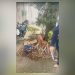 Pit bull abandonado e acorrentado a árvore é resgatado na Zona Norte do Rio