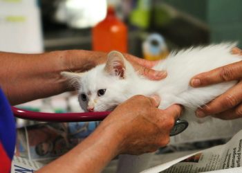 Projeto de lei quer tornar dedutíveis no IR gastos com veterinário e plano de saúde de pets