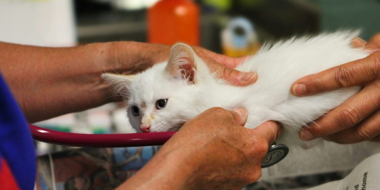 Projeto de lei quer tornar dedutíveis no IR gastos com veterinário e plano de saúde de pets