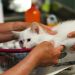 Projeto de lei quer tornar dedutíveis no IR gastos com veterinário e plano de saúde de pets