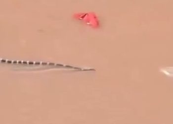 Quase 900 cobras escapam de criadouro com avanço de enchentes na China