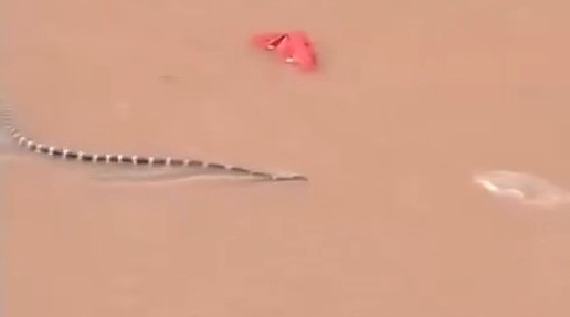 Quase 900 cobras escapam de criadouro com avanço de enchentes na China