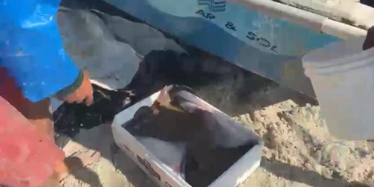 Raia ameaçada de extinção é devolvida ao mar em Copacabana; vídeo