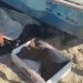 Raia ameaçada de extinção é devolvida ao mar em Copacabana; vídeo
