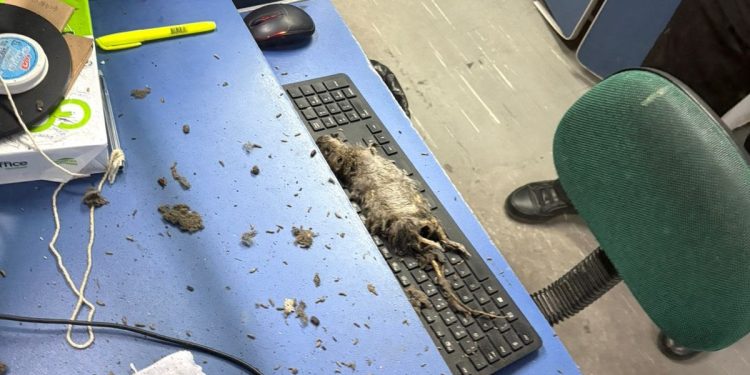 Rato cai do teto durante atendimento em posto do Detran-RJ