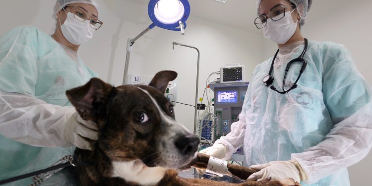 São Paulo dobra atendimentos em hospitais veterinários públicos e amplia rede gratuita