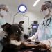 São Paulo dobra atendimentos em hospitais veterinários públicos e amplia rede gratuita