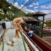 Sem luz há quase 48 horas, moradores e comerciantes de Santa Teresa acumulam prejuízos após ventania