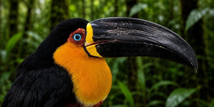 Tucano atropelado na BR-040 faz cirurgia de catarata e volta a enxergar; veja vídeo