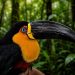 Tucano atropelado na BR-040 faz cirurgia de catarata e volta a enxergar; veja vídeo