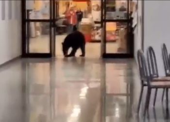 Urso invade shopping no Alasca, rouba pêssego, faz necessidades no chão e vai embora; vídeo