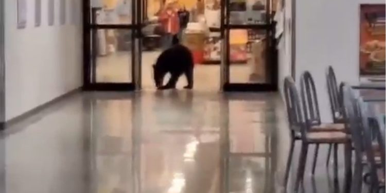Urso invade shopping no Alasca, rouba pêssego, faz necessidades no chão e vai embora; vídeo