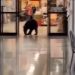 Urso invade shopping no Alasca, rouba pêssego, faz necessidades no chão e vai embora; vídeo