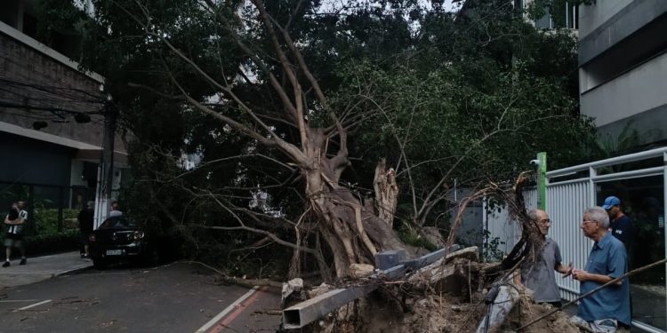 Ventos fortes causam queda de árvore sobre carros em Niterói; cidade está em alerta