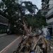 Ventos fortes causam queda de árvore sobre carros em Niterói; cidade está em alerta