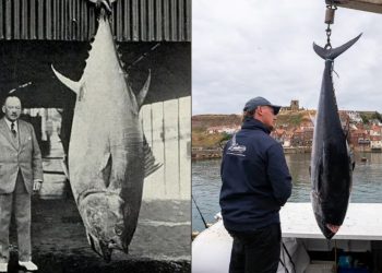 'Atum gigante' de 340 kg é pescado no Reino Unido pela primeira vez em quase 90 anos