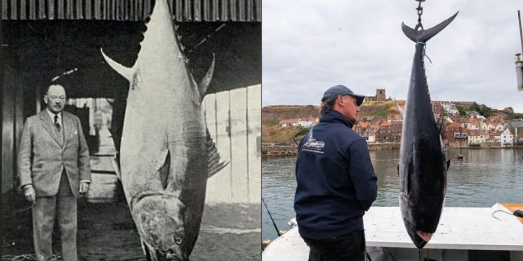 'Atum gigante' de 340 kg é pescado no Reino Unido pela primeira vez em quase 90 anos