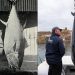 'Atum gigante' de 340 kg é pescado no Reino Unido pela primeira vez em quase 90 anos