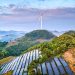 'Dilema verde': Estudo revela que boom de energia solar na China reduz diversidade de aves