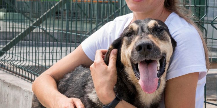 Adotar um cachorro vai além da aparência; veja o que considerar antes da escolha
