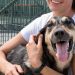 Adotar um cachorro vai além da aparência; veja o que considerar antes da escolha