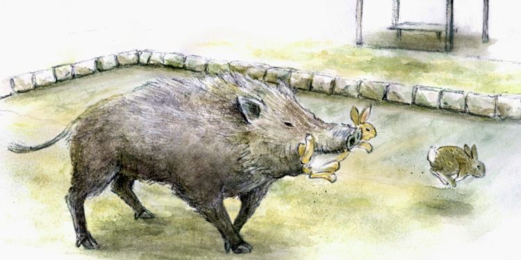Alimentar coelhos em ilha turística do Japão pode afetar todo o ecossistema — e envolver até javalis, conclui estudo