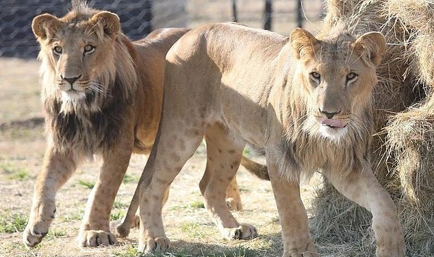 Amarrado a uma árvore e preso em um porão: leões resgatados de Israel chegam à África e pisam na grama pela 1ª vez