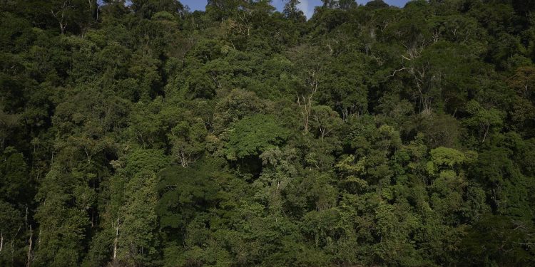 Amazônia registra queda histórica nos alertas de desmatamento