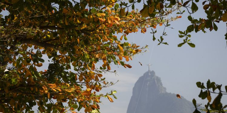 Amendoeira: árvore trazida da Ásia para o Rio virou carioca e cobre de folhas e beleza, no inverno, as ruas da cidade
