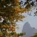Amendoeira: árvore trazida da Ásia para o Rio virou carioca e cobre de folhas e beleza, no inverno, as ruas da cidade