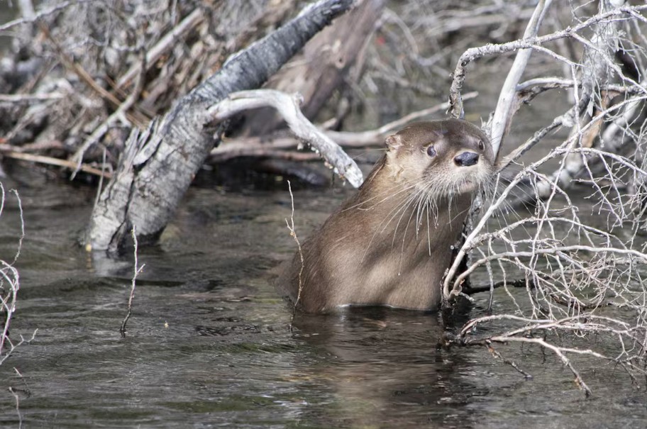 Após 40 anos, lontra-do-sul volta a ser registrada em parque nacional da Argentina