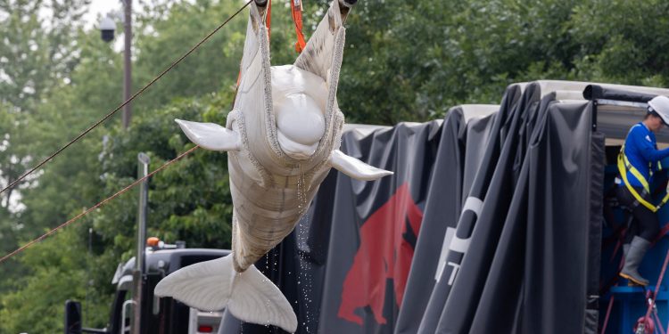 Após ameaça de eutanásia, mais sete baleias-beluga são transferidas para os EUA