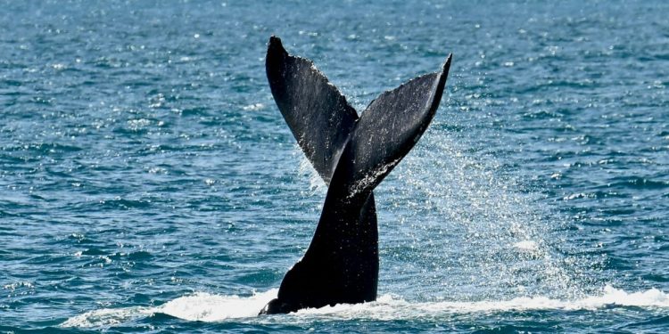 Baleias-jubarte voltam a dominar litoral do Brasil após décadas à beira da extinção