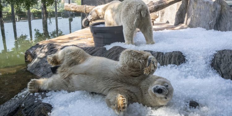 Blocos de gelos, piscinas e novas instalações: Como zoológicos estão se adaptando para um planeta cada vez mais quente?