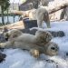 Blocos de gelos, piscinas e novas instalações: Como zoológicos estão se adaptando para um planeta cada vez mais quente?