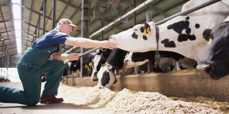 Brasil bate recorde na produção de leite, e Agroleite discute saúde das vacas