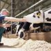 Brasil bate recorde na produção de leite, e Agroleite discute saúde das vacas