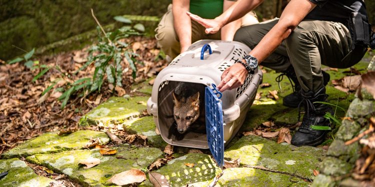 Cachorro-do-mato atropelado em São Conrado e macaco-prego ferido são soltos no Parque Nacional da Tijuca