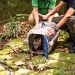 Cachorro-do-mato atropelado em São Conrado e macaco-prego ferido são soltos no Parque Nacional da Tijuca