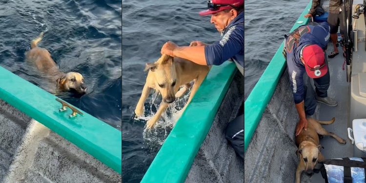 Cachorro é resgatado por pescadores após ser encontrado nadando a 1,5 km da costa no México; vídeo