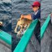 Cachorro é resgatado por pescadores após ser encontrado nadando a 1,5 km da costa no México; vídeo