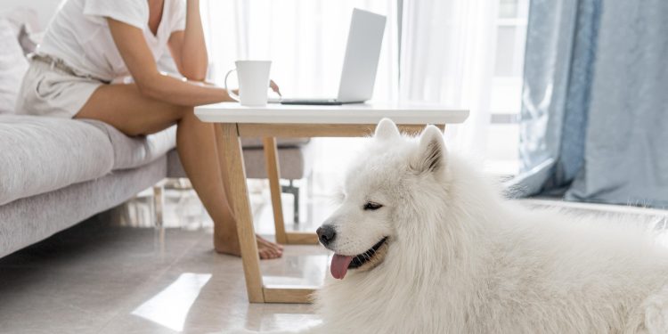 Cães de grande porte podem viver bem em espaços pequenos? O que dizem os especialistas em bem-estar animal