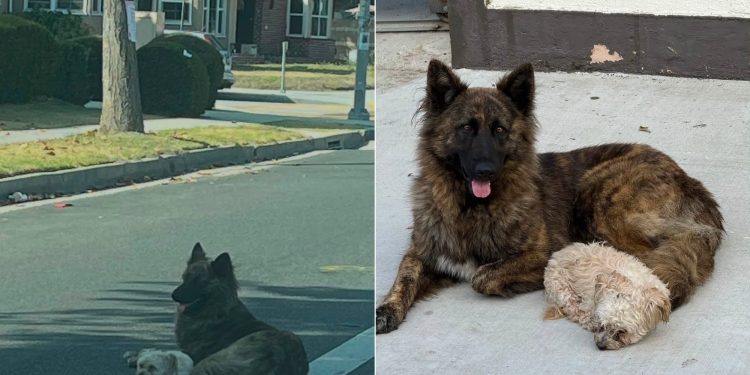 Cães fogem de casa, percorrem quilômetros e são resgatados em avenida nos EUA; cachorro protegia o irmão menor
