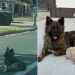 Cães fogem de casa, percorrem quilômetros e são resgatados em avenida nos EUA; cachorro protegia o irmão menor