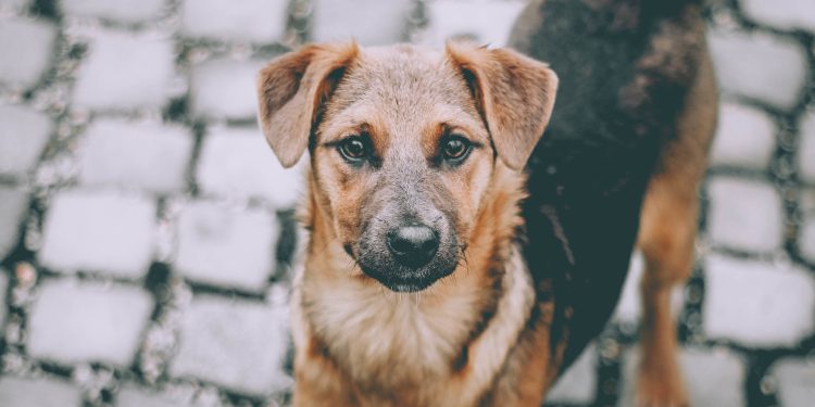 Câmara aprova projeto que prevê suspensão e até cassação da CNH para quem abandonar animais na rua