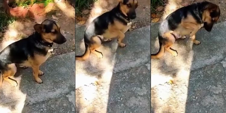Cão 'ator' finge estar doente toda vez que tutora vai trabalhar; vídeo