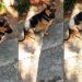 Cão 'ator' finge estar doente toda vez que tutora vai trabalhar; vídeo